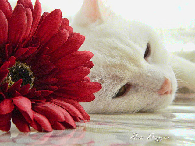 埃及乒乓队未来展望：逐步接近国际顶级水平，埃及乒乓球名将