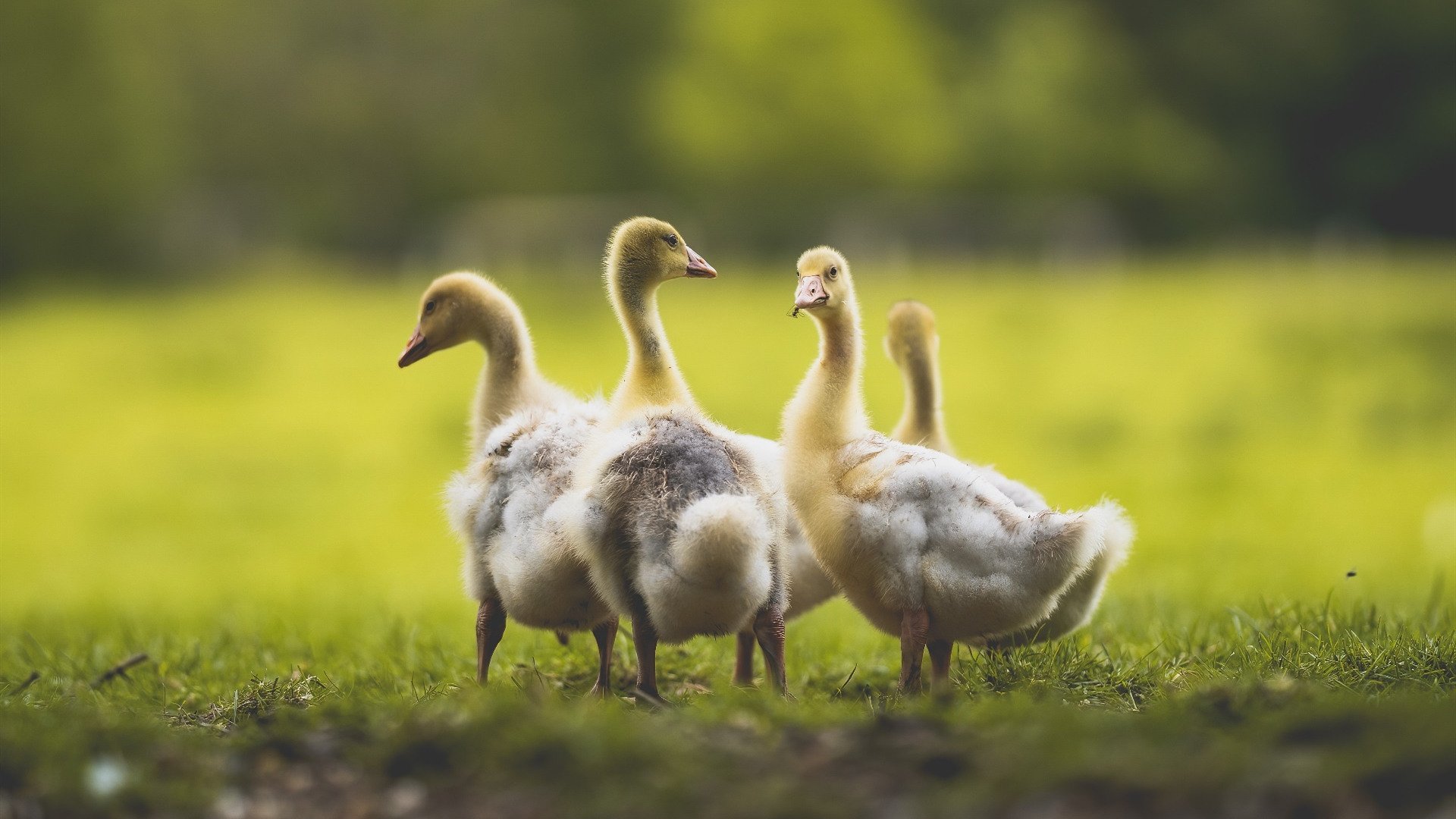 开yun体育-足球联赛品牌建设为何滞后，足球联赛命名