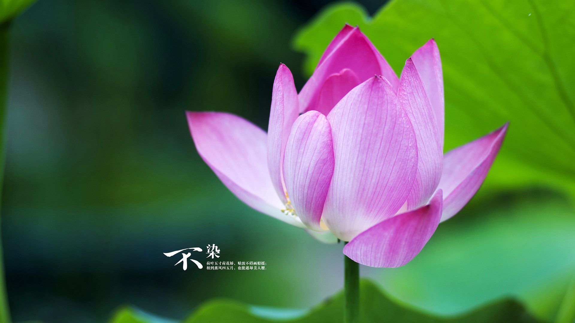 塞尔维亚男篮在欧洲预赛中奋勇拼搏,希冀奥运圆梦,塞尔维亚男子篮球队